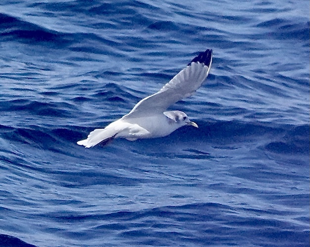 kittiwake